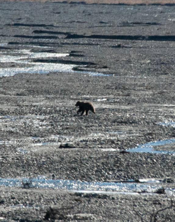 Urso atravessa correndo leito de rio no Denali National Park, no Alaska